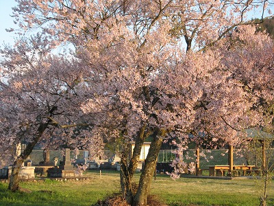 満開の桜