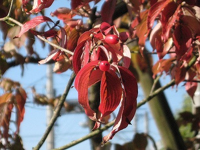 赤い実と紅葉