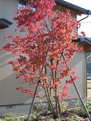 紅葉したｻﾝｼｭﾕ