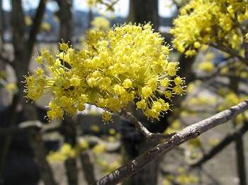 サンシュユの花