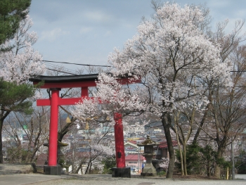 桜満開