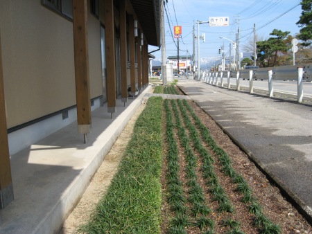 植替え完了