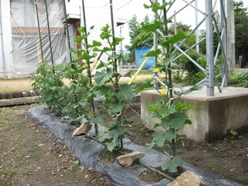 家庭菜園　【その２】